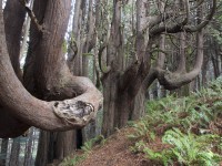 Gnarly in Lost Coast photo gallery