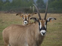 Sable Antelope in wildlife photo gallery