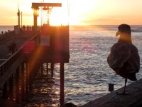 Watching the Sunset in birds photo gallery
