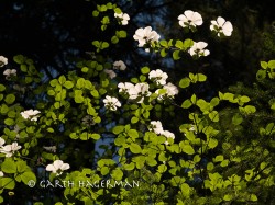 Dogwood Canopy in Inland Northern California photo gallery
