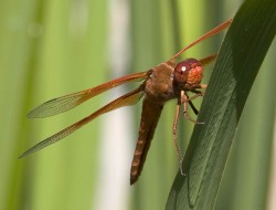 Dragonfly in wildlife photo gallery