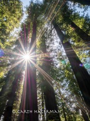 Old Growth Starburst in Humboldt Redwoods photo gallery