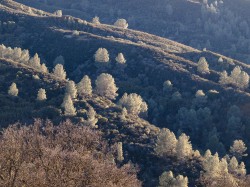Pine Cache in Inland Northern California photo gallery