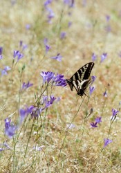 Swallowtail on Ithuriel's Spears in JDSF/Mendo Woodlands photo gallery