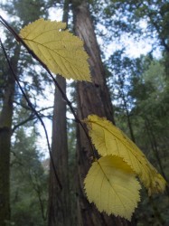 corylus in Montgomery Woods State Preserve photo gallery